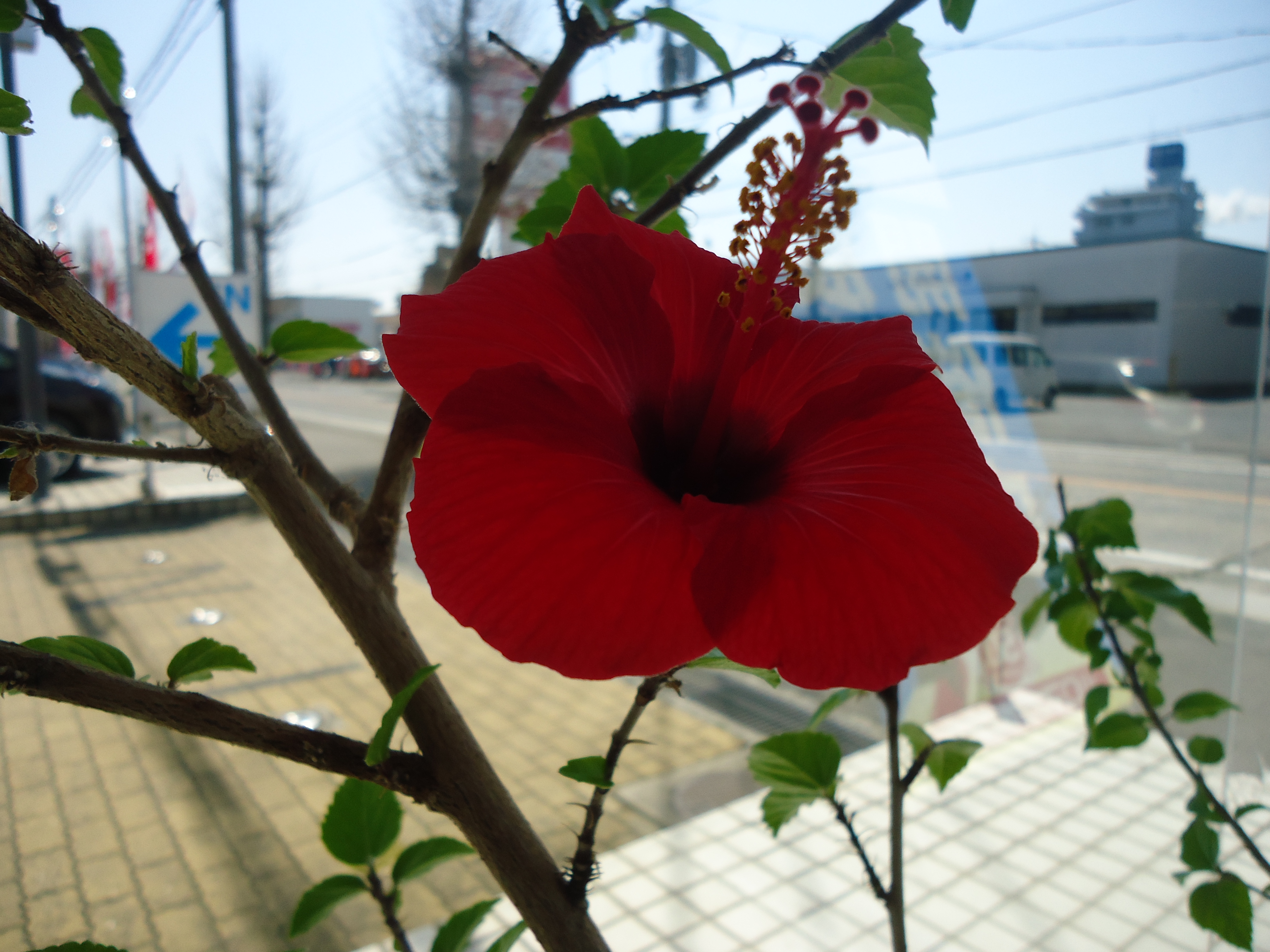 綺麗な赤色です。