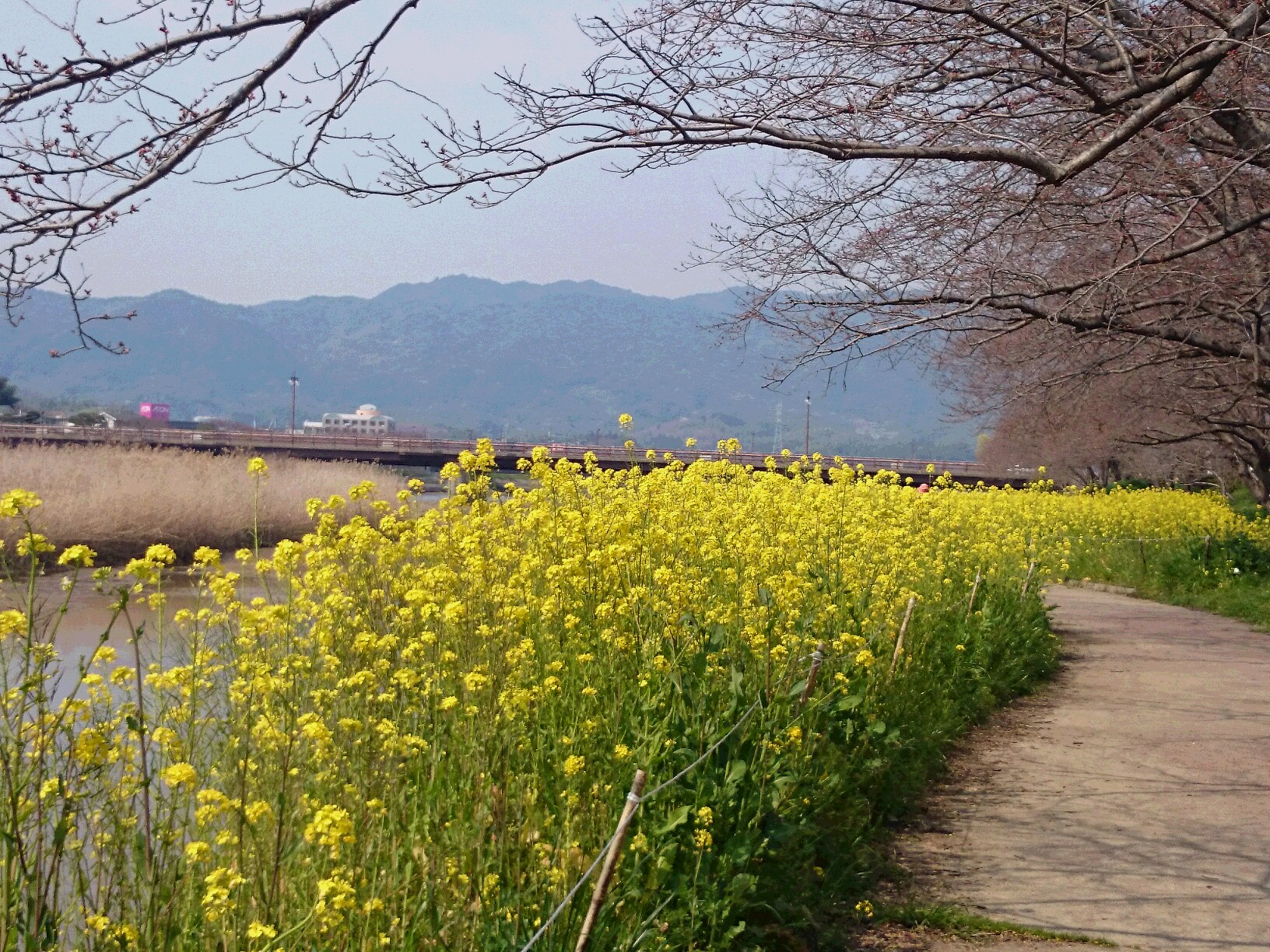 菜の花の散歩道