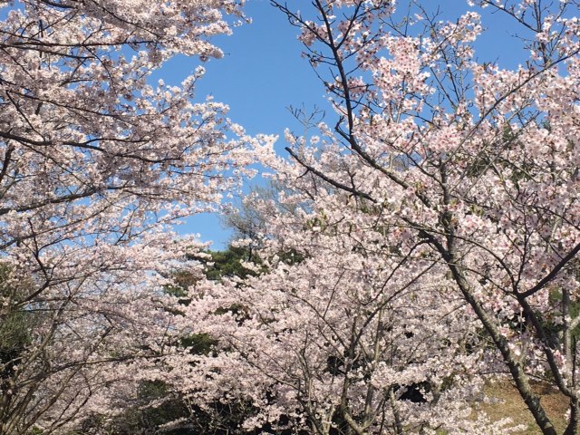宇部　常盤公園にて