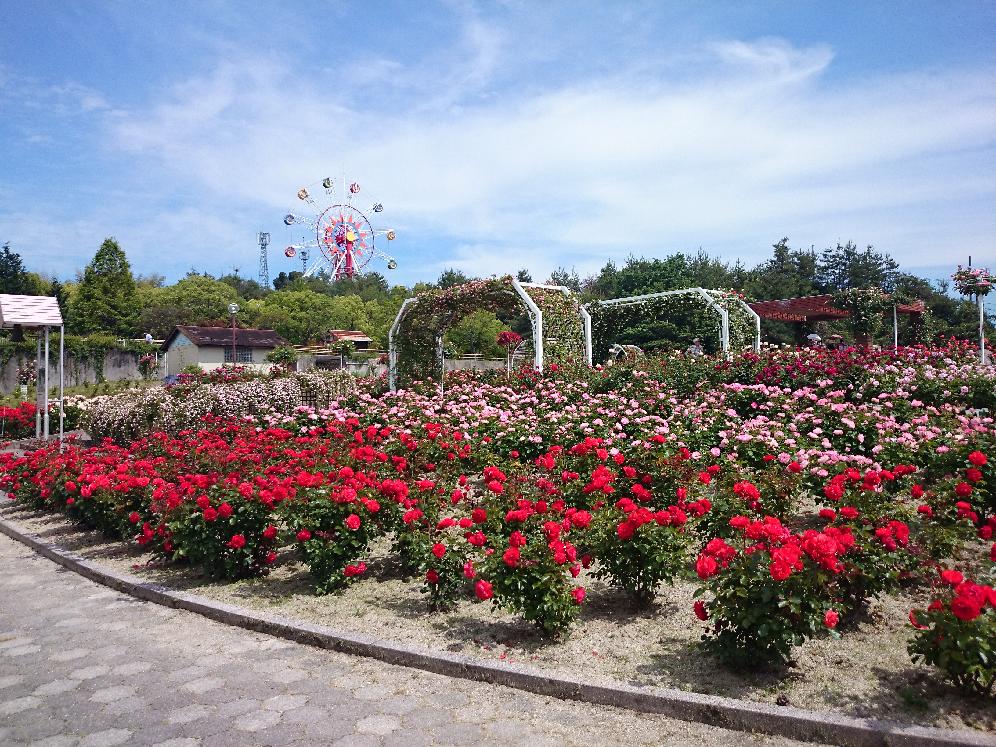 蜂ヶ峯のばら園と観覧車