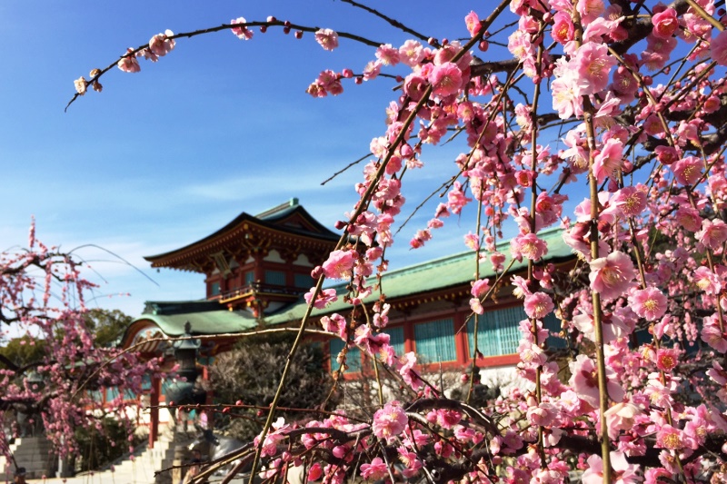 境内いっぱいに梅の花が。