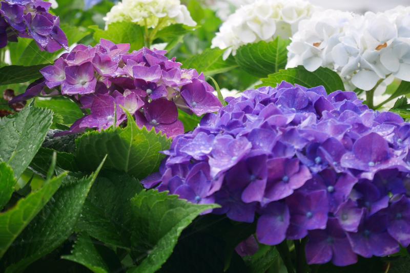 真っ白な紫陽花が美しい