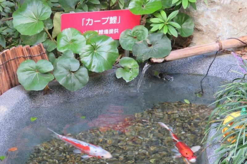 マリホ水族館の出口そばにカープ鯉なるものが