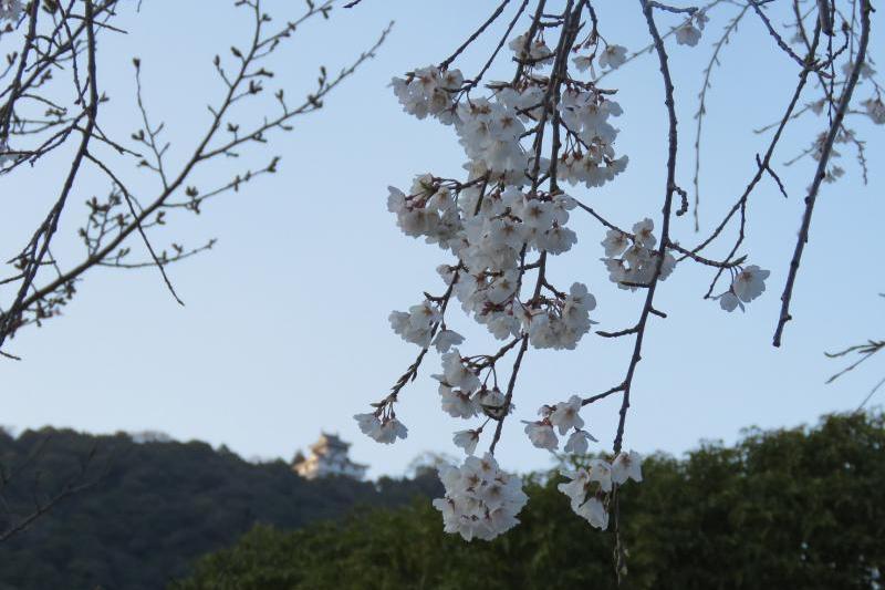 枝垂れ桜？は満開でした