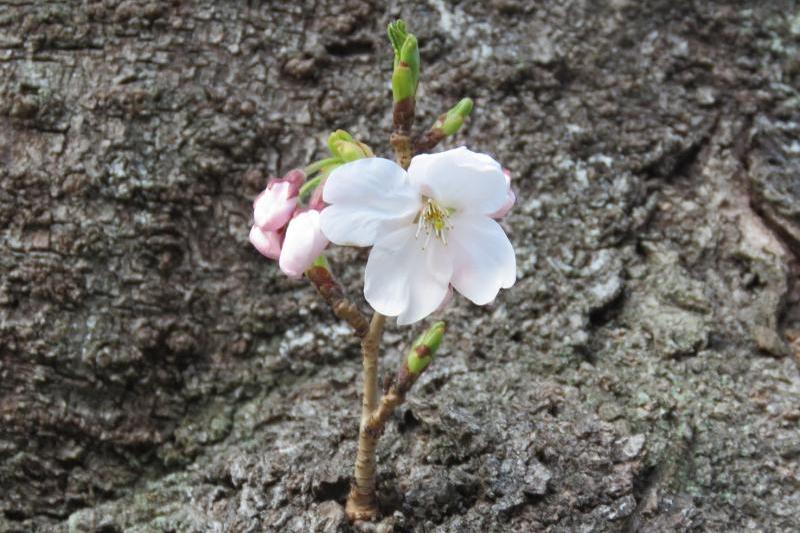 枝がとても短いのも新鮮です