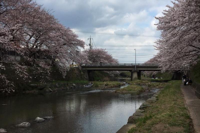 美祢の桜です。夜はライトアップされます