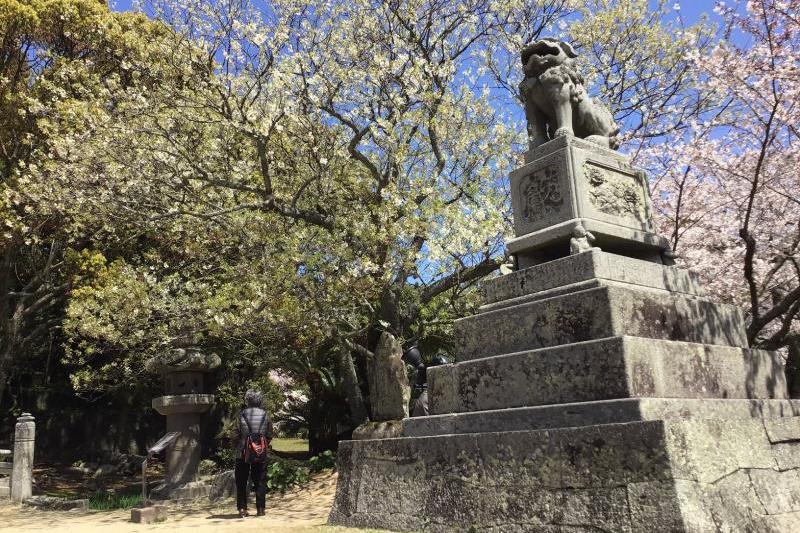 山口県指定天然記念物です