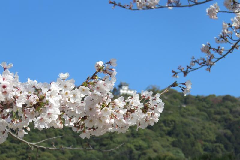 岩国城と桜