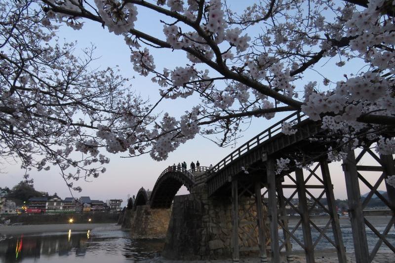 夕方の桜も風情があります