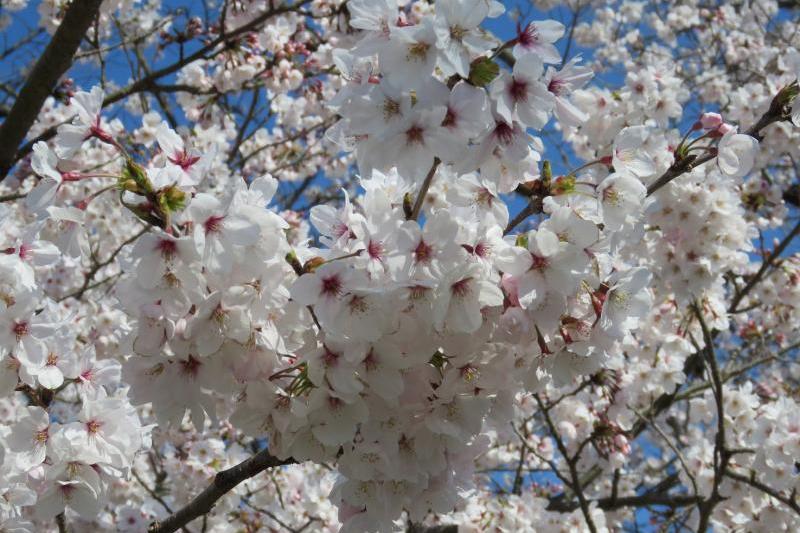 これは昼の桜まみれ