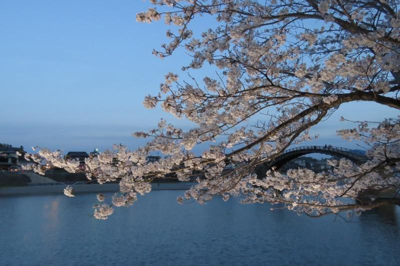 錦帯橋の夜桜 山口マツダ岩国店のブログ