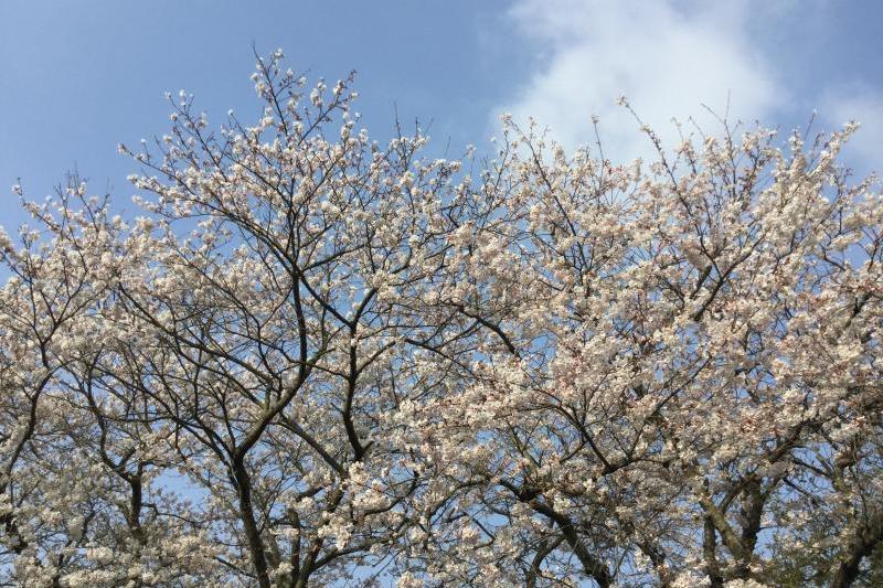島田川の桜　