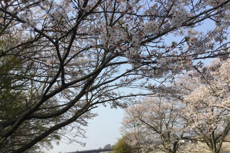 桜並木