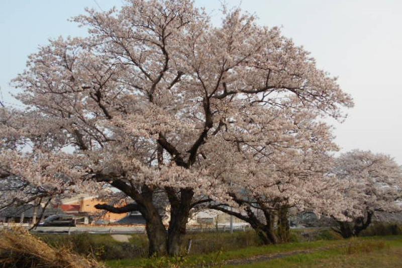 満開の桜