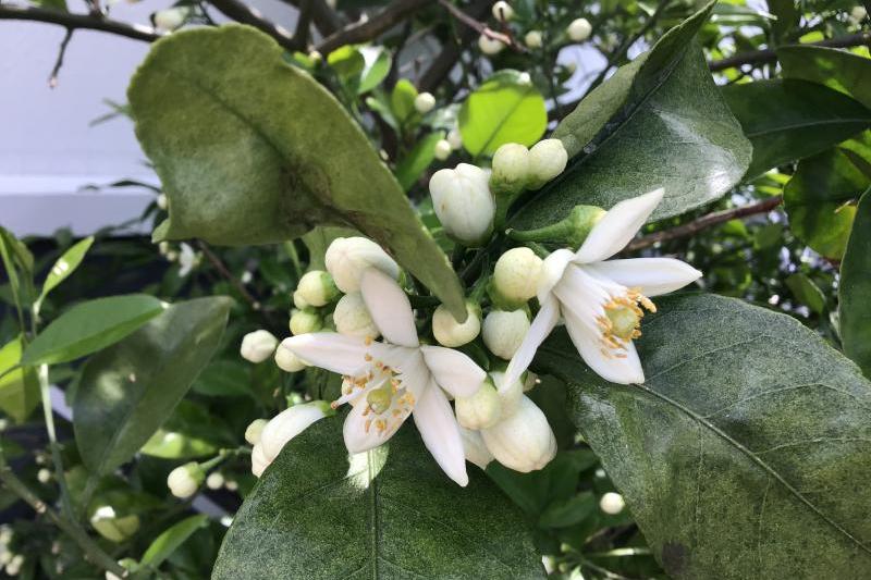 夏みかんの白い花です。