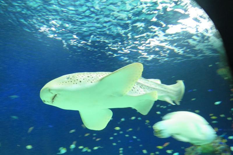 この水族館一番の大きさのトラフザメ