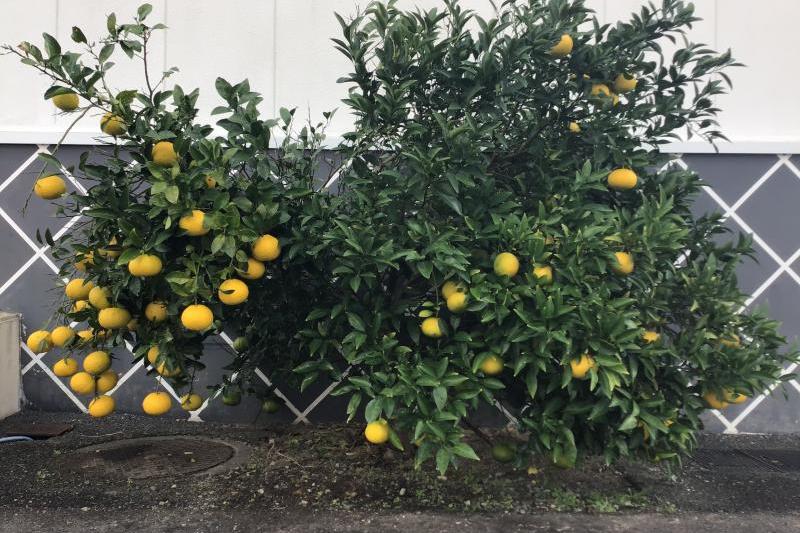 夏みかんです。