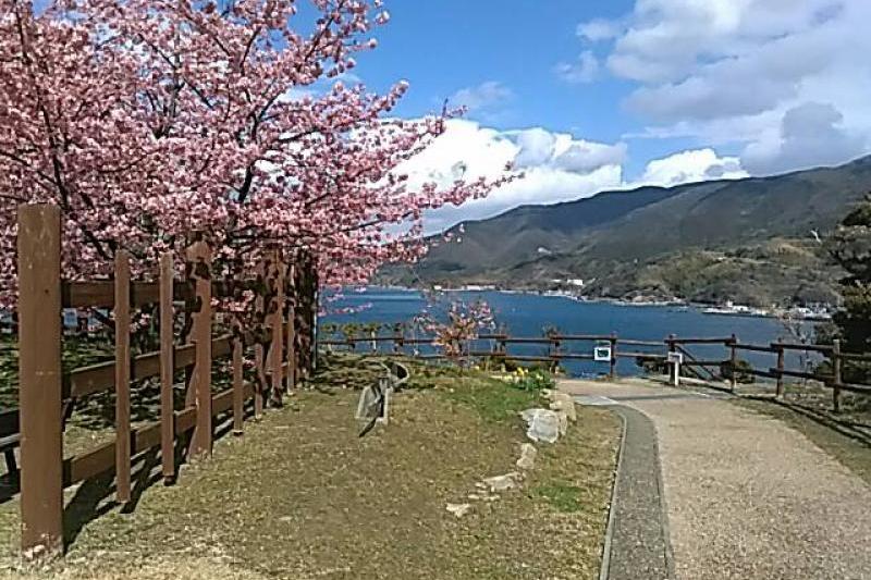 空と海と桜、絶好のロケーション