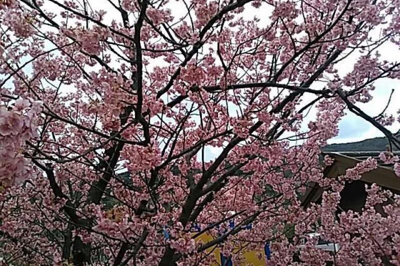 普通の桜より赤みがかってます