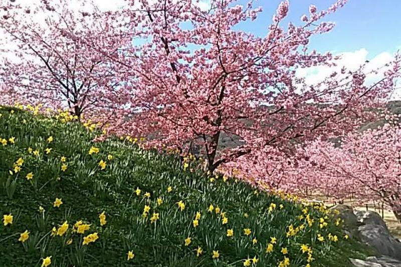 黄色水仙とのコントラストがすばらしい