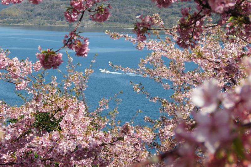 海と桜というのもよいですね