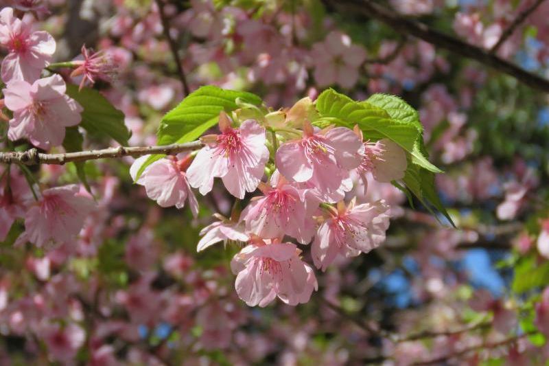 ちょっと桜餅っぽい1枚