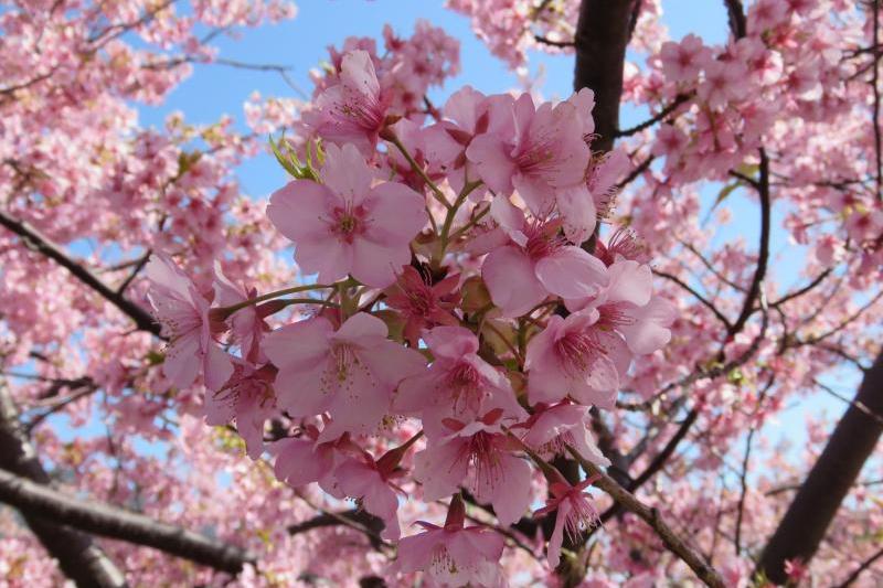 河津桜、桜より赤みがかった印象