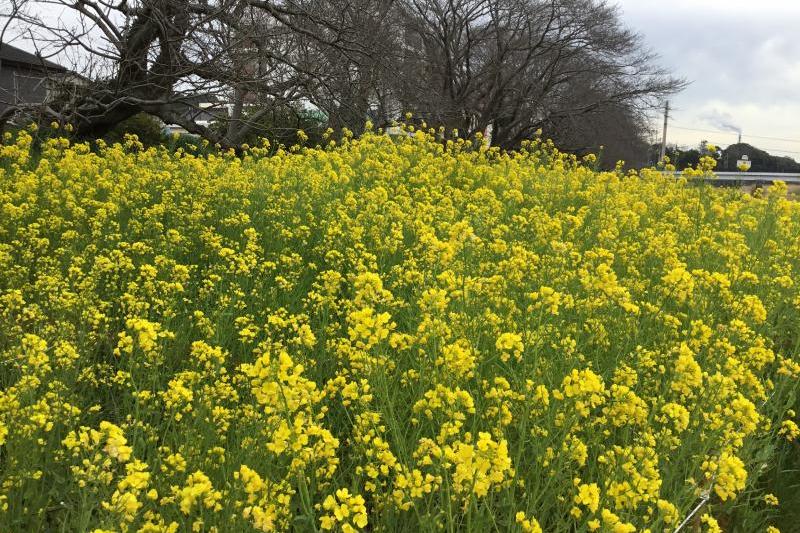 黄色いジュウタン