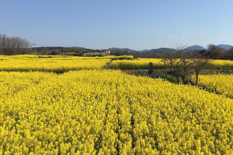 広大な菜の花畑(^^♪