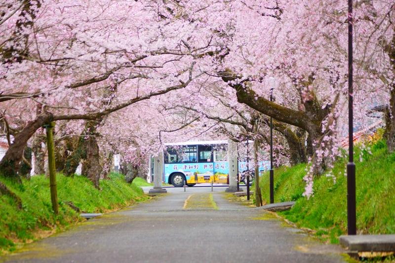 桜のトンネル