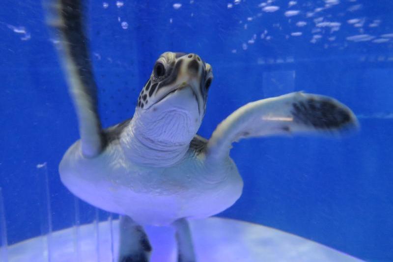 マリホ水族館のウミガメ