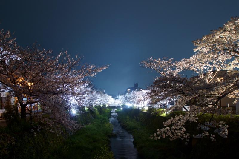 一の坂川　夜桜1