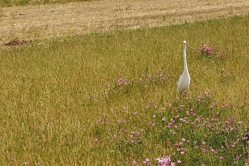 １０羽くらい鳥も集まってきました