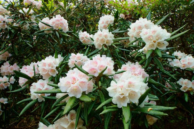 色とりどりの花びらを見ることが出来ます