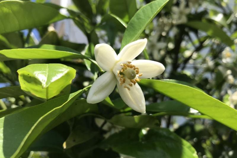 今年もきれいな花を咲かせました。