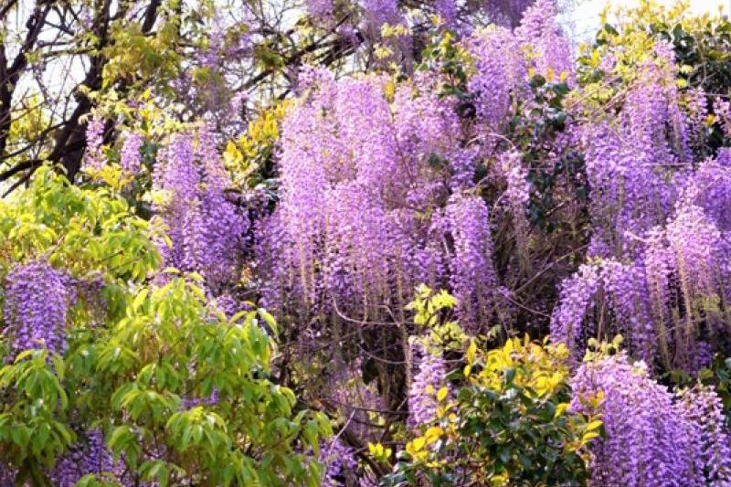 藤 の 花 魔 除け