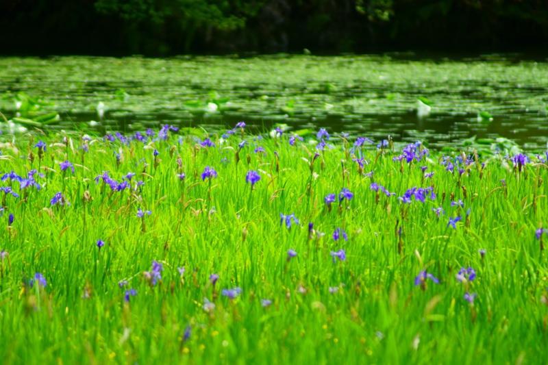 池のそばの湿地帯に咲きほこります