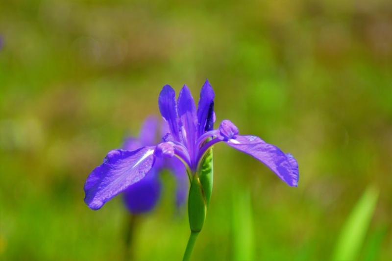 花弁の根元が白い