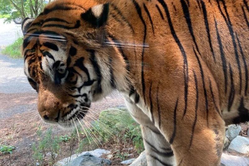 虎。タイガー。プーさんの世界ではティガー。