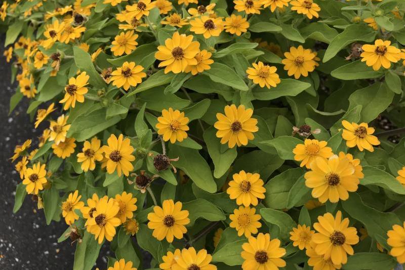 夏みかんとマリーゴールドと綺麗な黄色い花 山口マツダ萩店のブログ