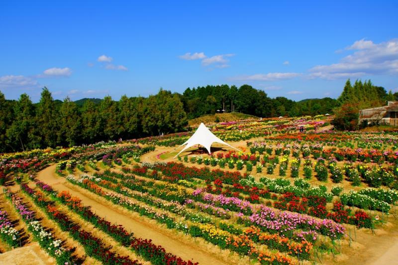 世羅高原農場 ダリア祭 山口マツダ山口朝田uclのブログ