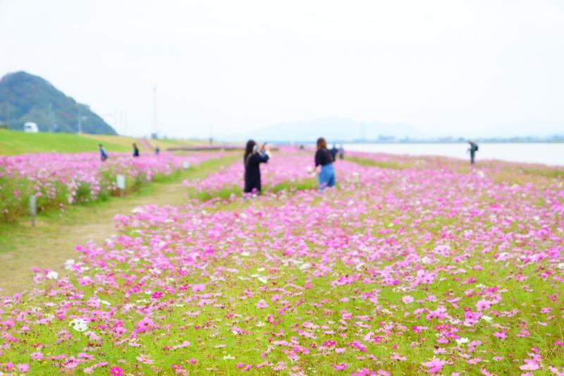 ＃水巻コスモス園