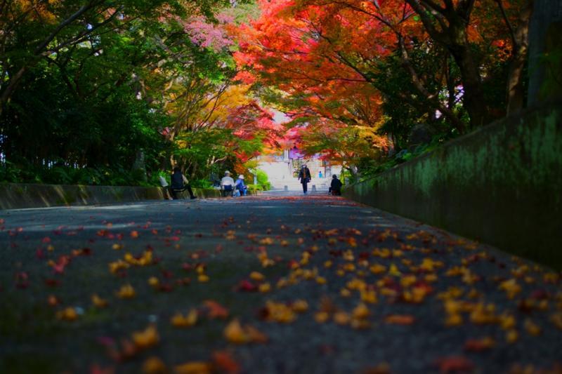 ＃龍福寺参道