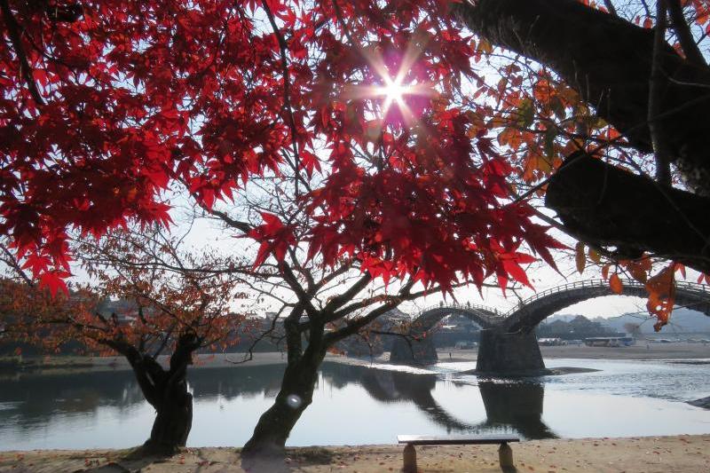 錦帯橋と紅葉が撮れる数少ない場所