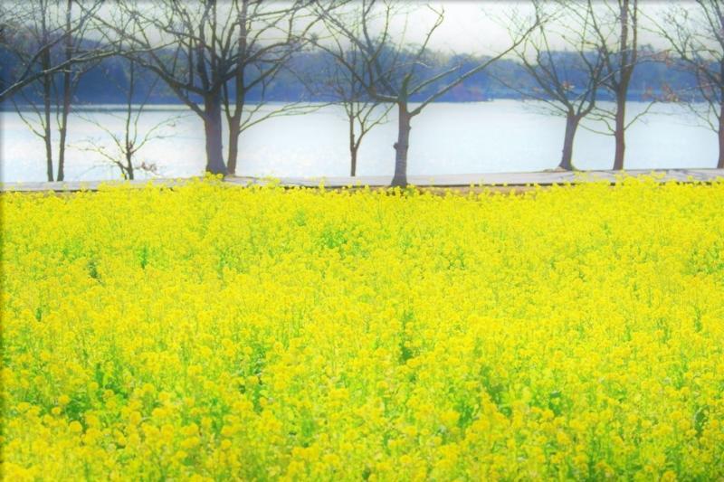 ＃菜の花畑