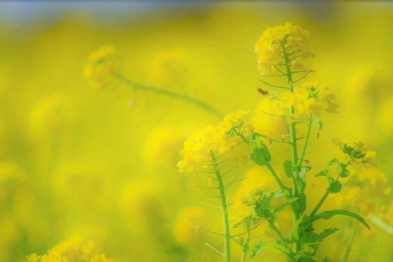 ＃菜の花