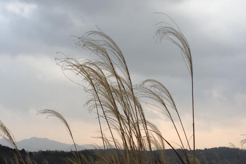 寝ころべば枯草の春匂ふ(種田山頭火)