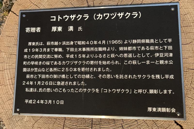 河津桜に込められた想い