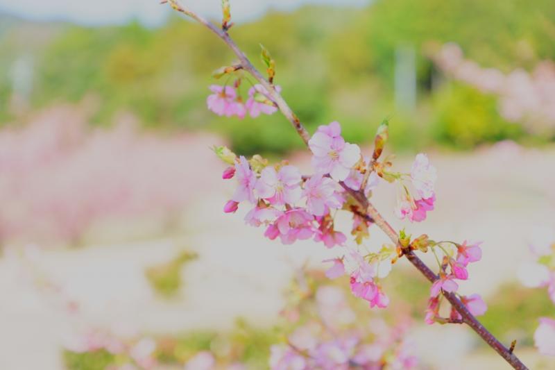 河津桜