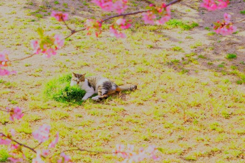 猫　日向ぼっこ